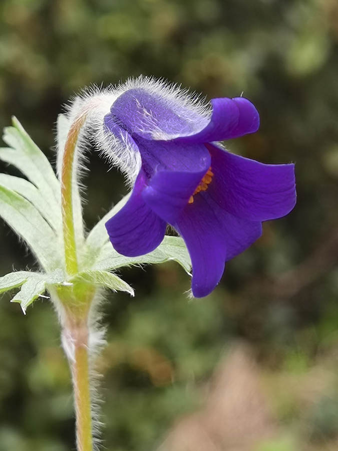 Pulsatilla turczaninovii